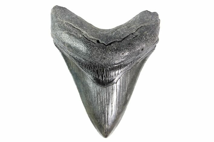 Fossil Megalodon Tooth - South Carolina #154183